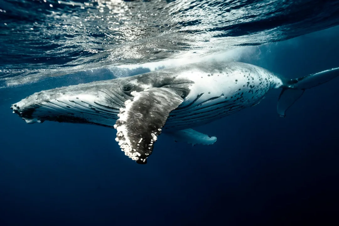 Boat Tours Costa Coral Cabo Pulmo Costa Coral Cabo Pulmo Whale Watching Tours Mexico