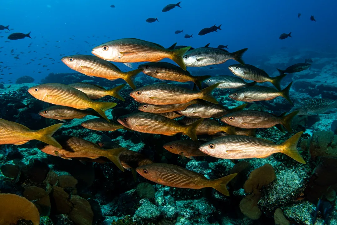 Clases de Buceo Costa Coral Cabo Pulmo Mejor México Buceo Baja California Costa Coral Cabo Pulmo