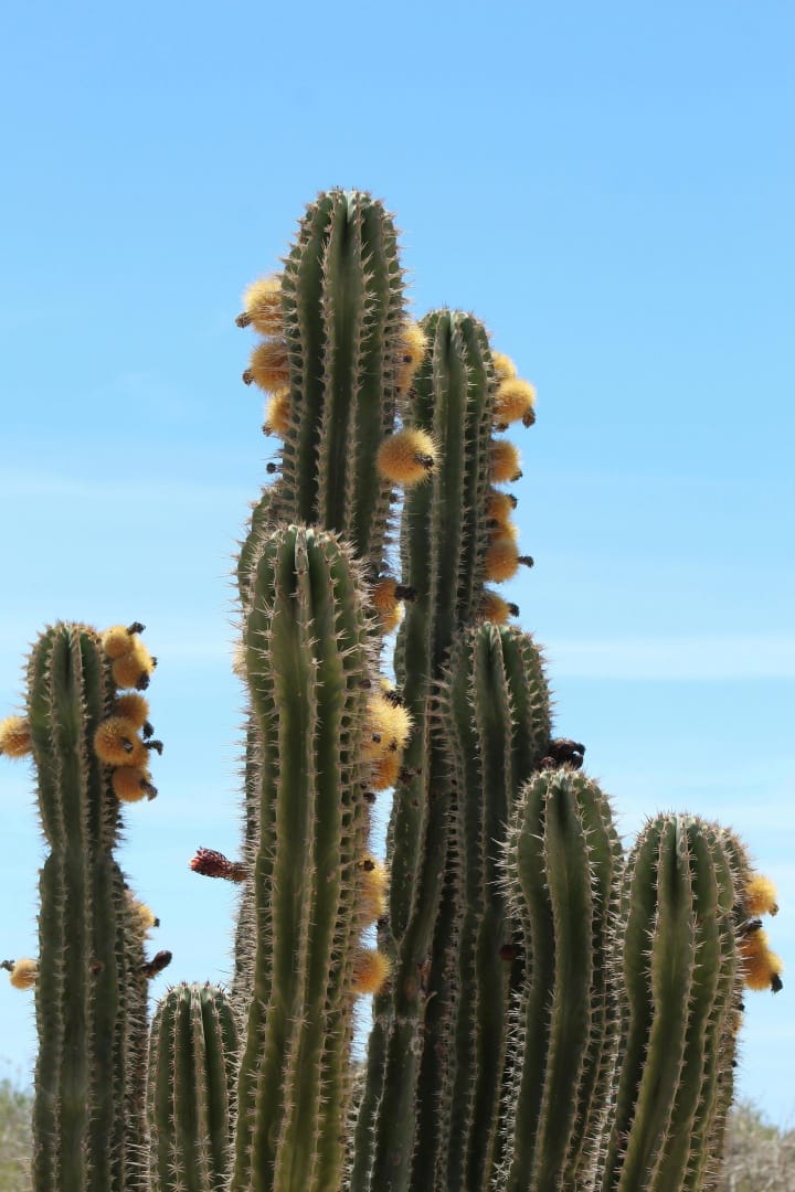 cabo-pulmo-costa-coral