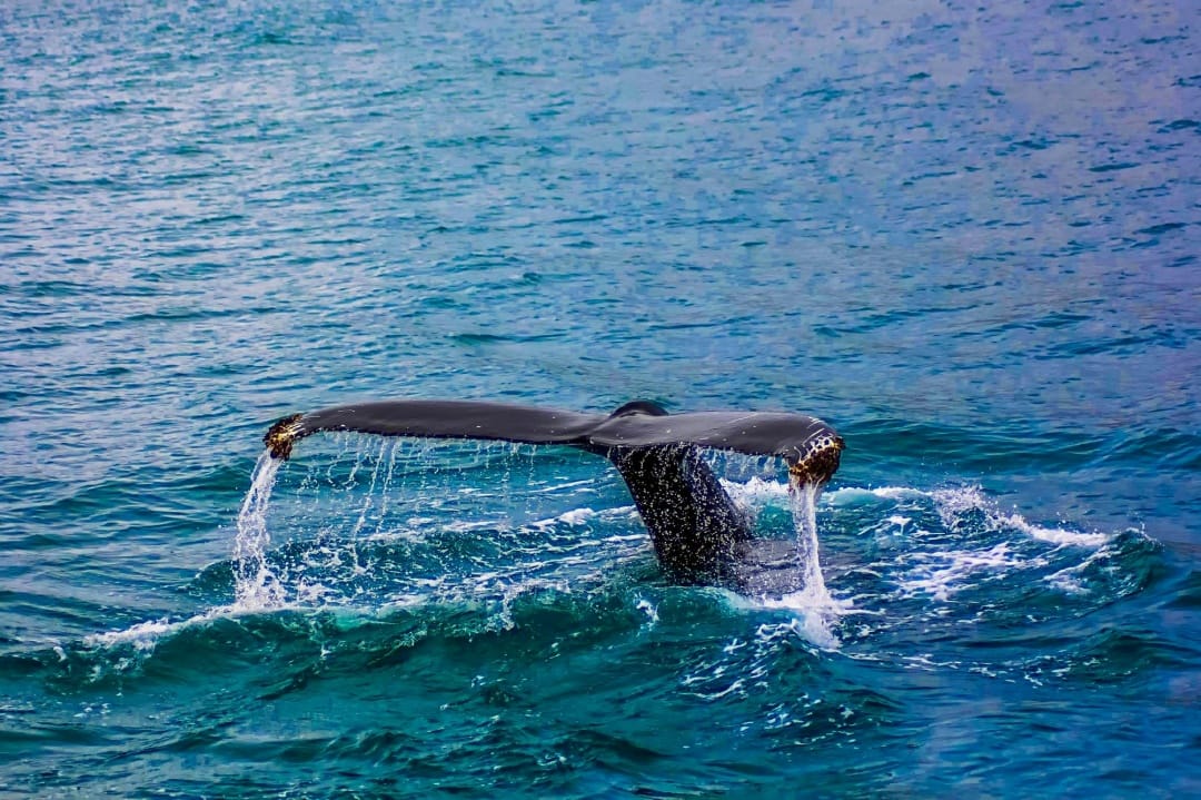 avistamiento de ballenas cabo pulmo mexico Costa Coral