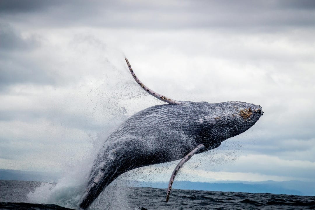 avistamiento de ballenas